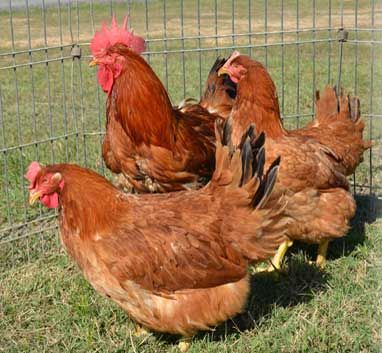 three chickens in a fenced in area