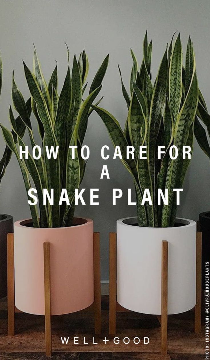 three potted plants with the words how to care for a snake plant on them