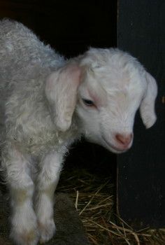 a small white lamb standing in hay next to a wooden fence and door with it's head looking at the camera