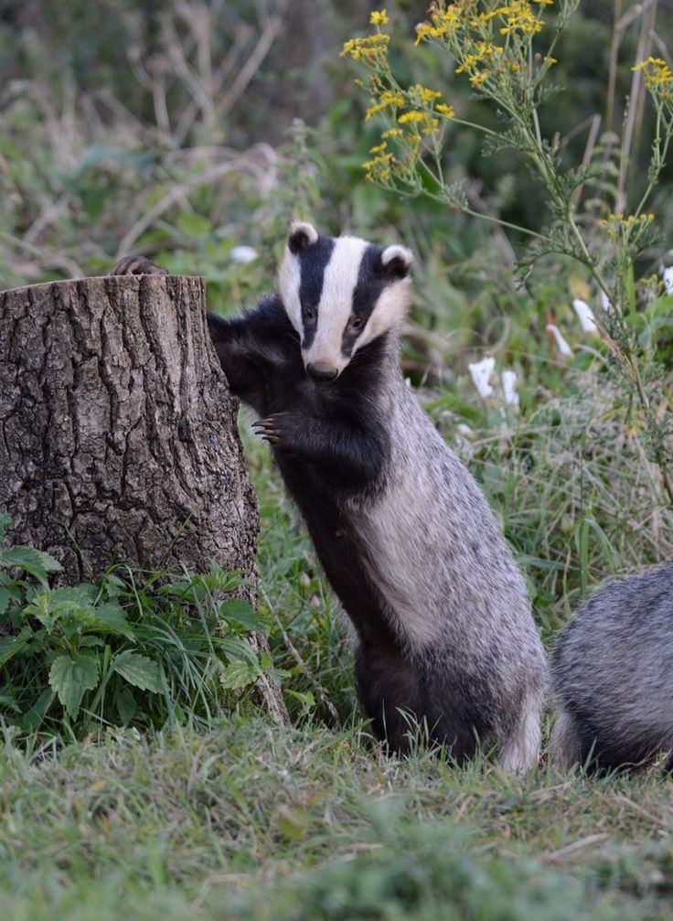 a badger standing on its hind legs next to a tree