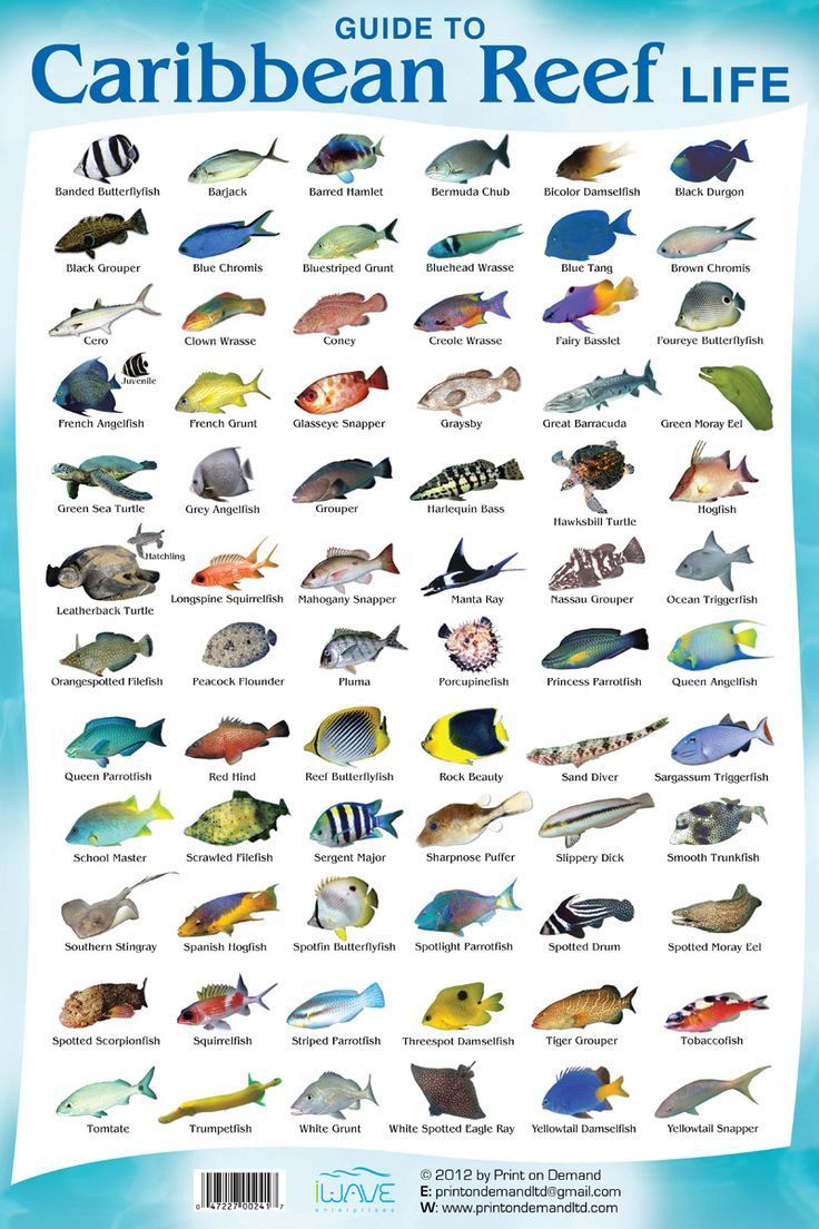 a poster with different types of fish on it