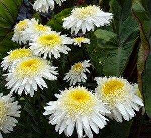 many white and yellow flowers with green leaves in the backgrounge area,