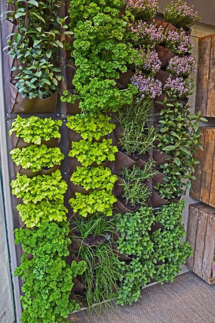 a vertical garden wall with plants growing on it