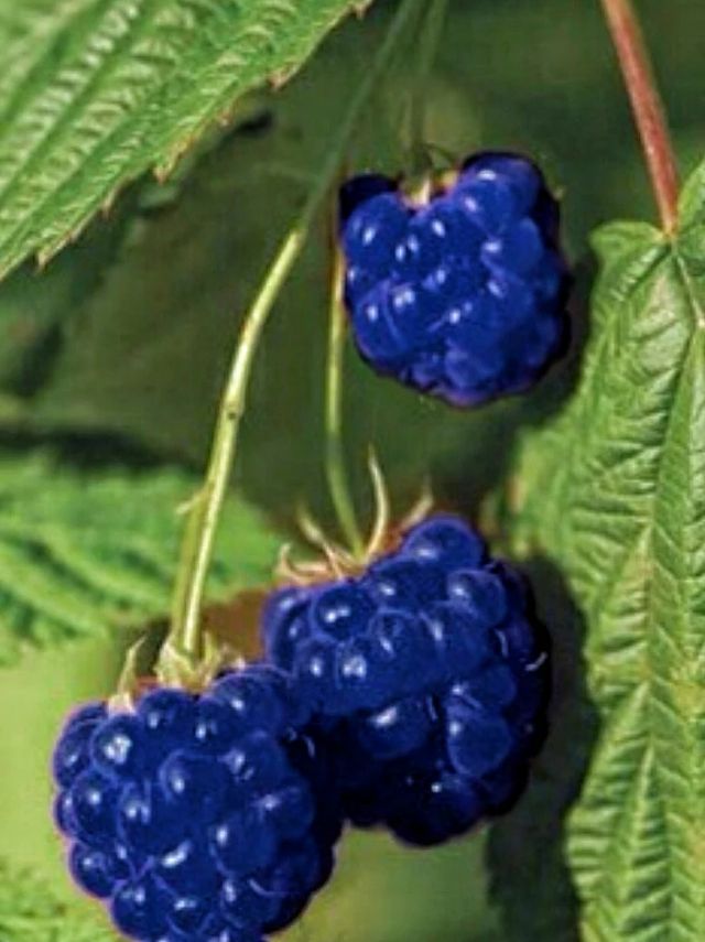 two blue raspberries hanging from a green leaf