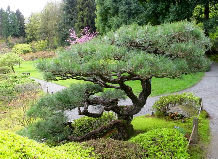 a large pine tree sitting in the middle of a lush green park