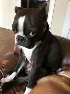 a black and white dog sitting on top of a brown couch