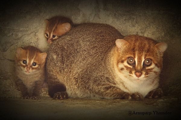 two cats sitting next to each other in a cave