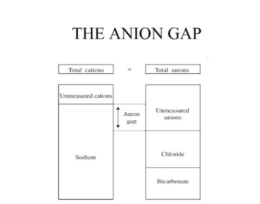 the anon gap is shown in this diagram