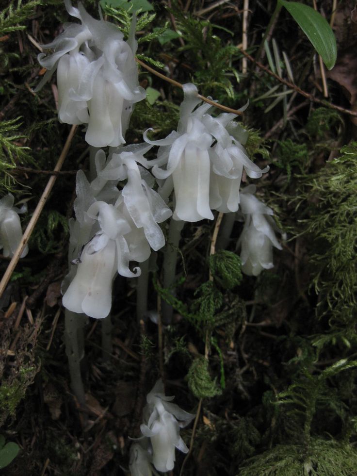 some white flowers are growing on the ground near green plants and mossy branches in the forest