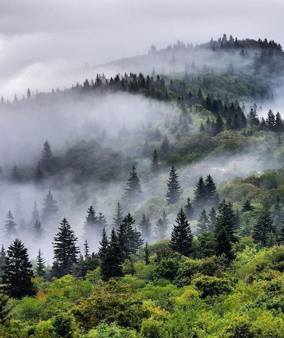 the mountains are covered in fog and trees