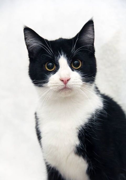 a black and white cat sitting in front of a wall looking at the camera with an intense look on its face