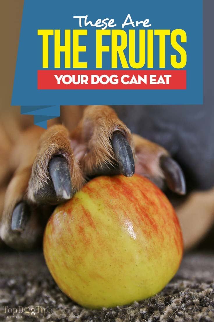 a dog is biting into an apple with the caption, these are the fruits your dog can eat