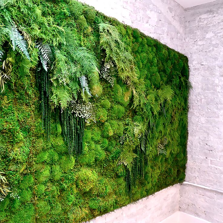 a moss wall in the corner of a room with white walls and green plants growing on it