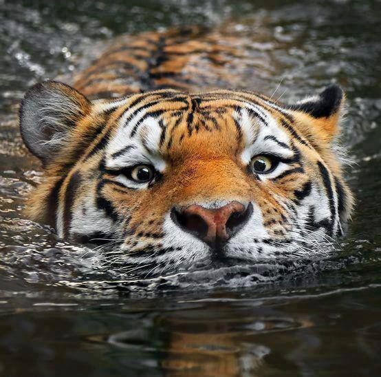 a close up of a tiger in the water