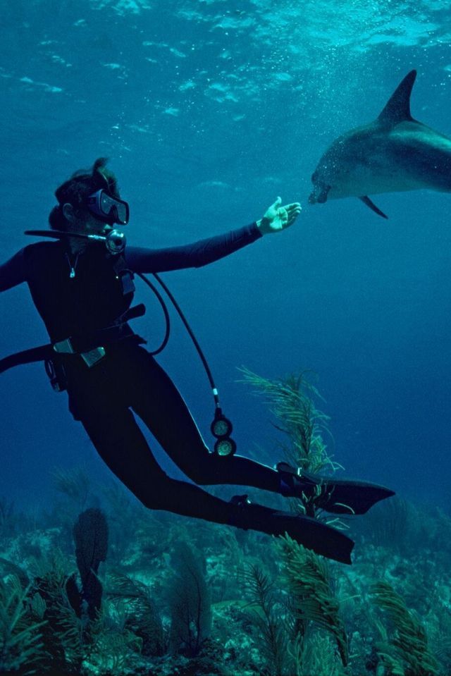 a scuba diver feeds a dolphin in the ocean