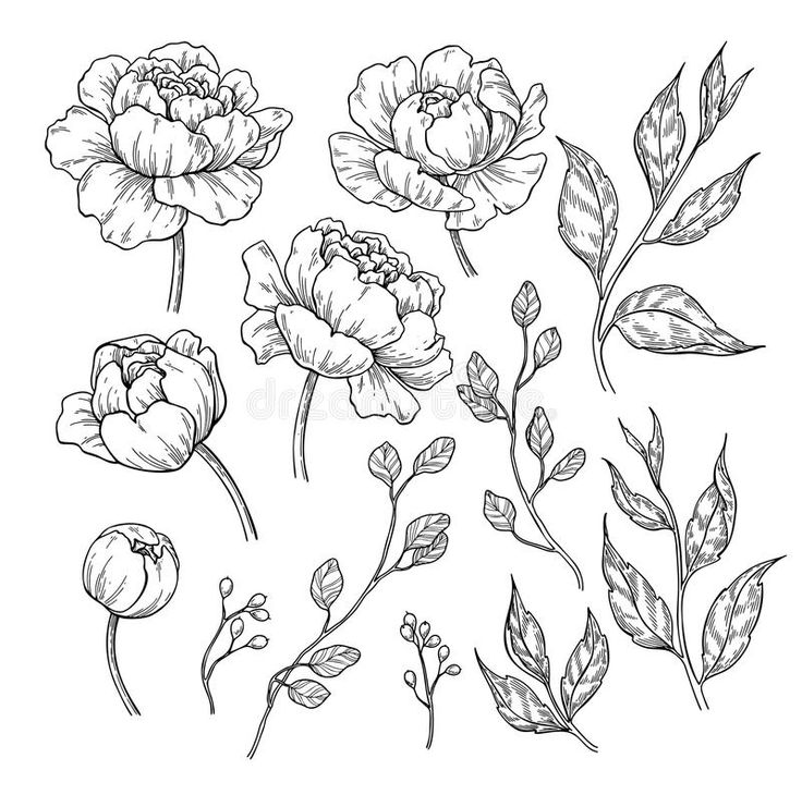 hand drawn flowers and leaves on white background