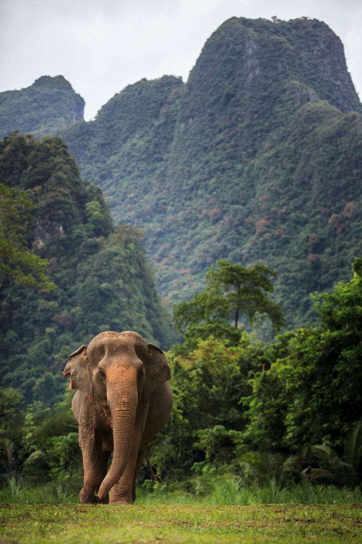 an elephant is walking through the grass in front of some mountains with trees and bushes