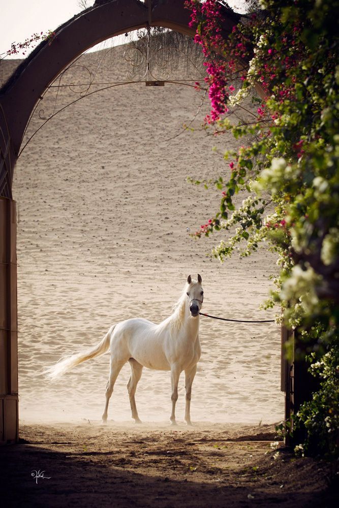 a white horse is tied to a wooden arch by a rope in the sand with flowers around it