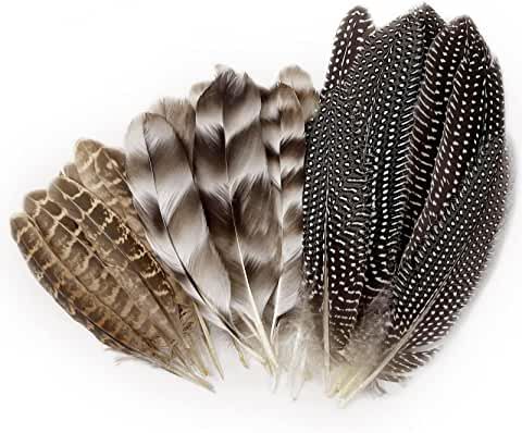 three feathers are shown side by side on a white background