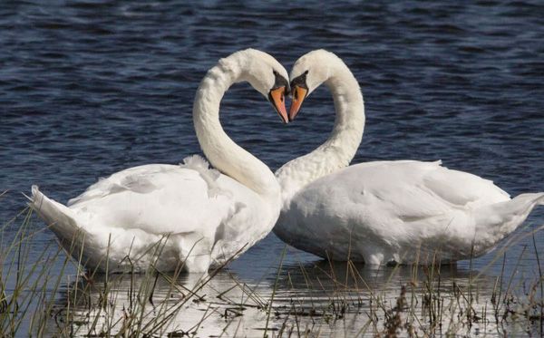 two white swans making a heart shape with their necks in the water near some grass