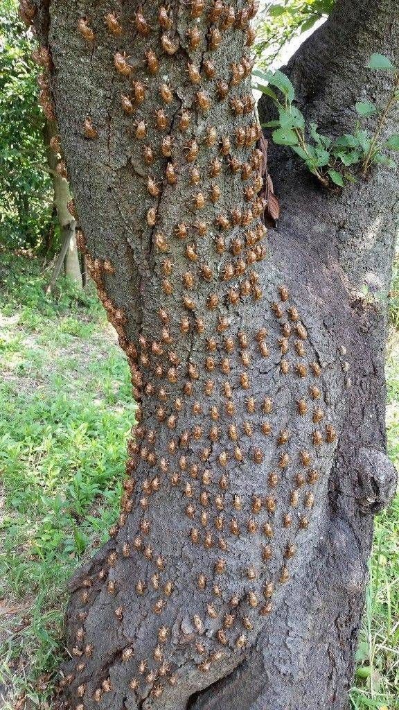 the tree is covered with many tiny brown bugs