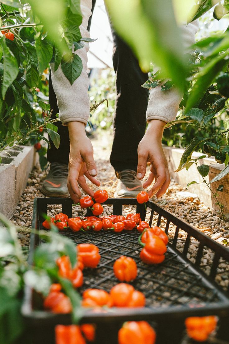 a person picking tomatoes in a greenhouse