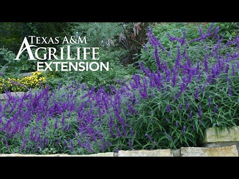 purple flowers are growing on the side of a stone wall in front of some bushes