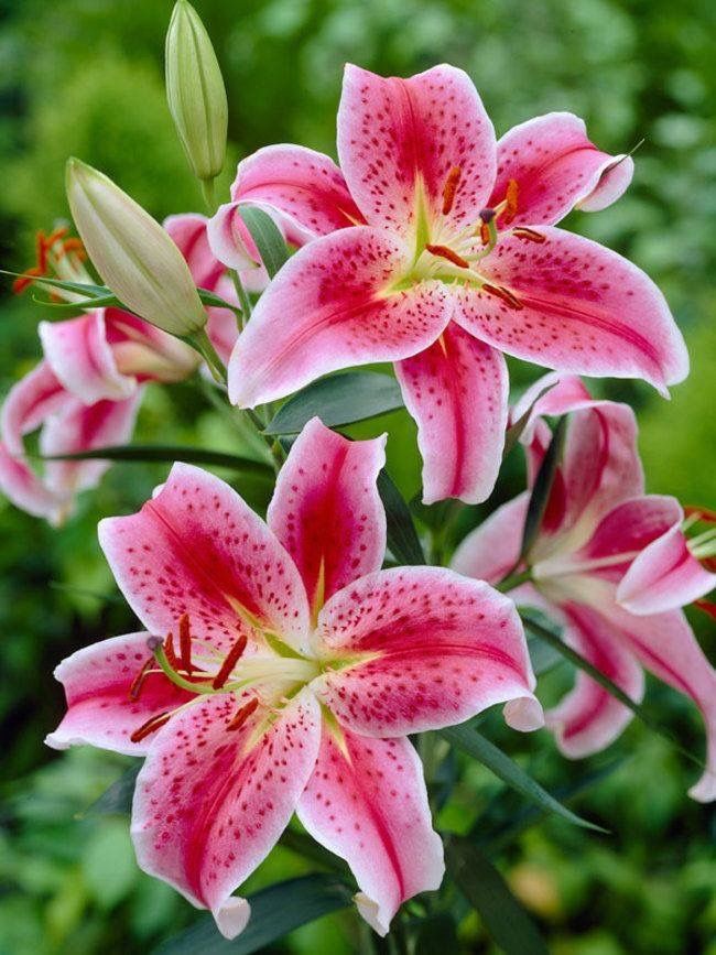 three pink flowers with yellow stamens and green leaves