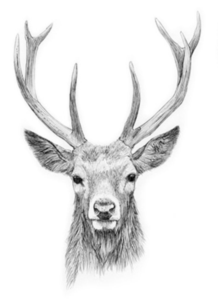 a drawing of a deer with antlers on it's head and large horns