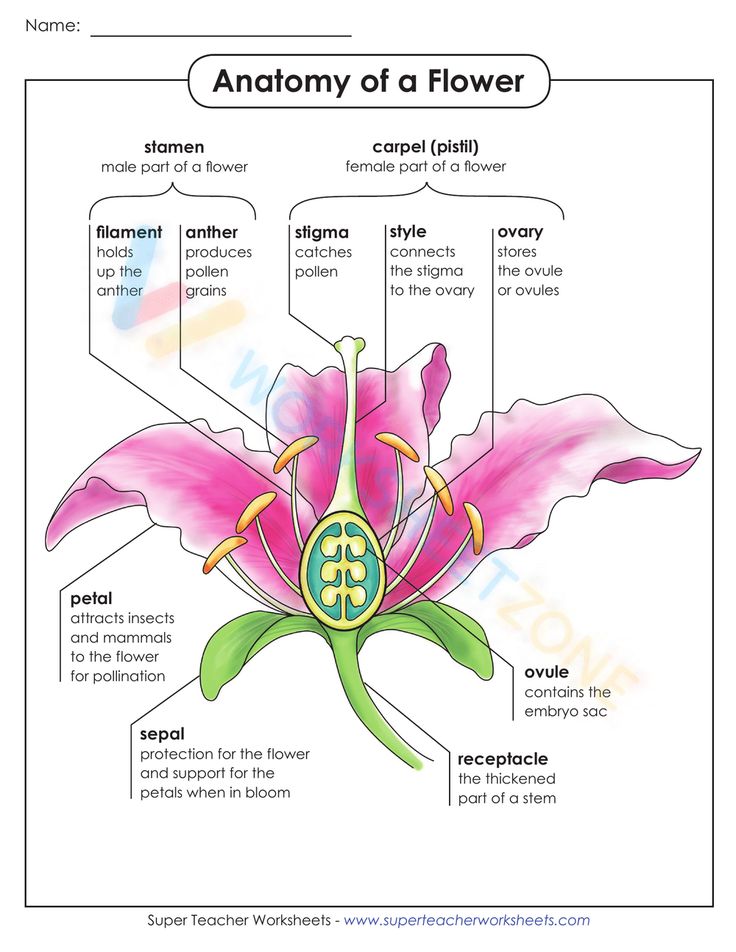 the anatomy of a flower with labels