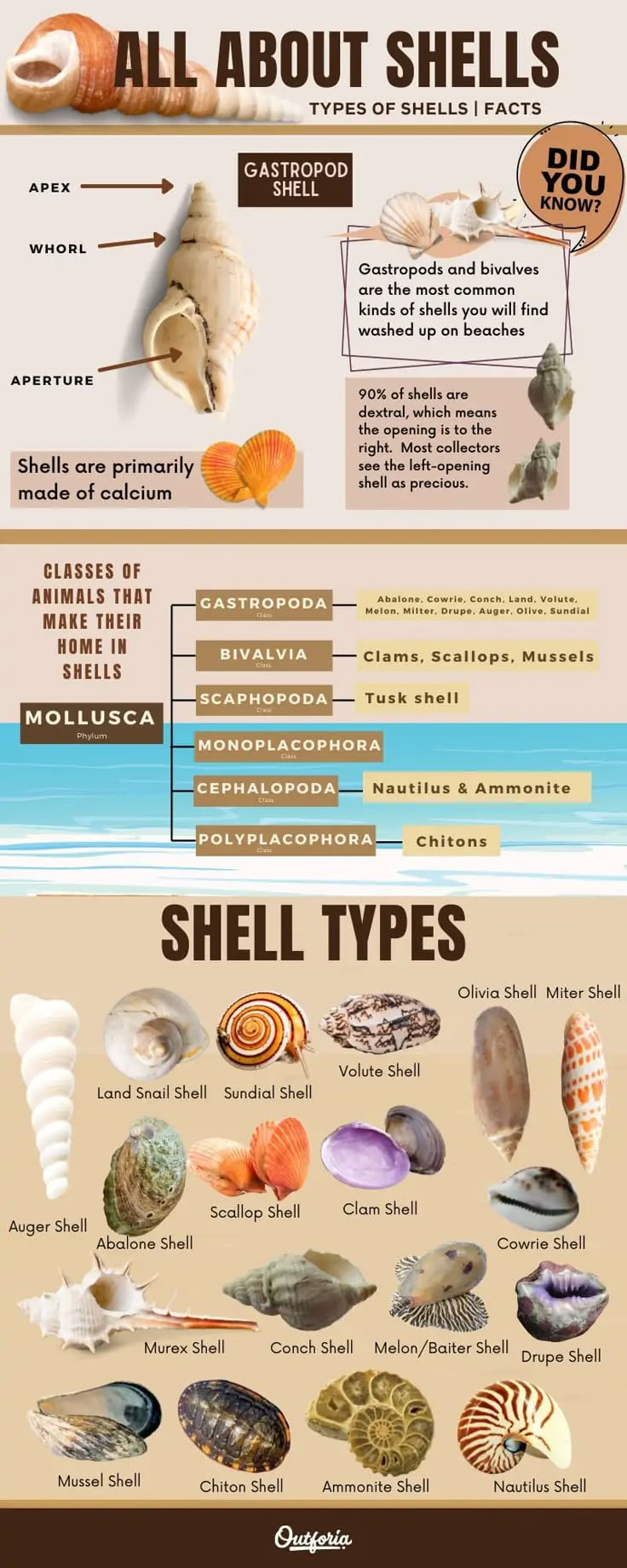 the different types of seashells and their names