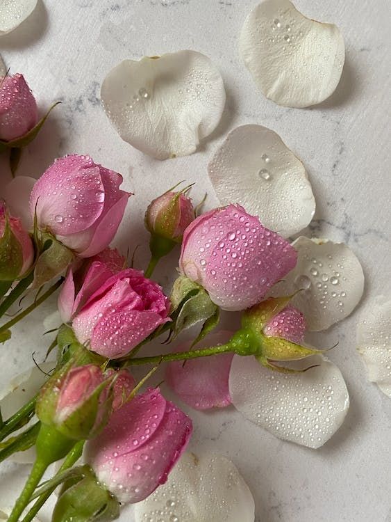 some pink roses and water droplets on a white tablecloth with petals scattered around them