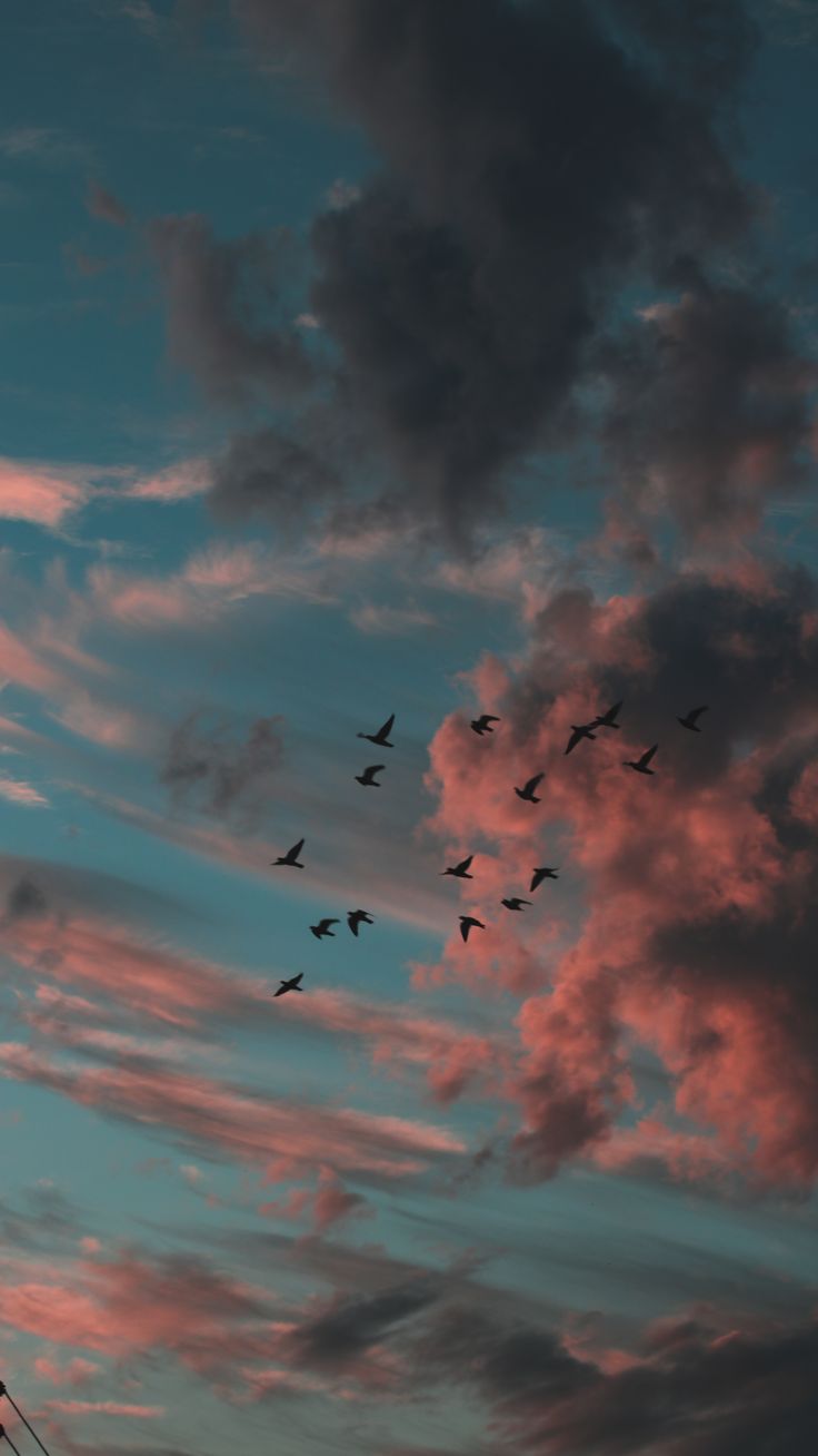 a flock of birds flying in the sky at sunset or dawn with pink and blue clouds