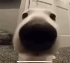 a close up of a dog's face on the floor in front of a door