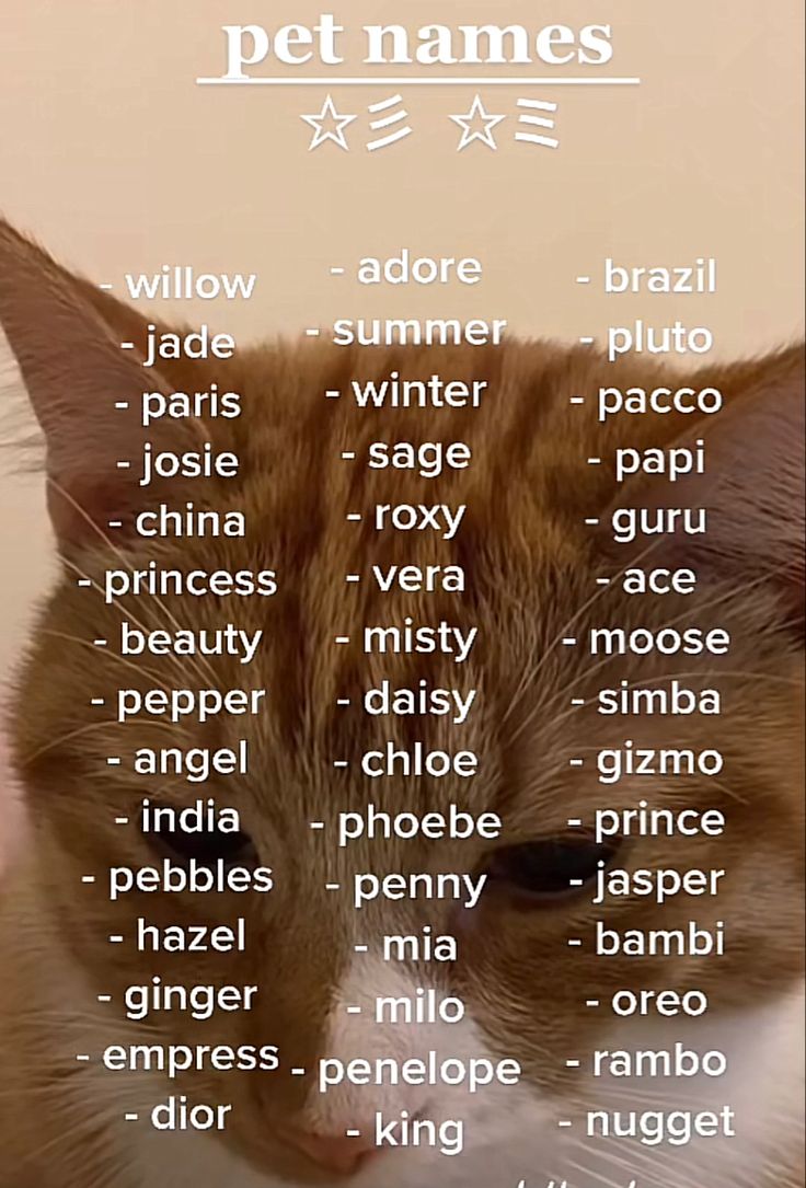 a close up of a cat with many words on it