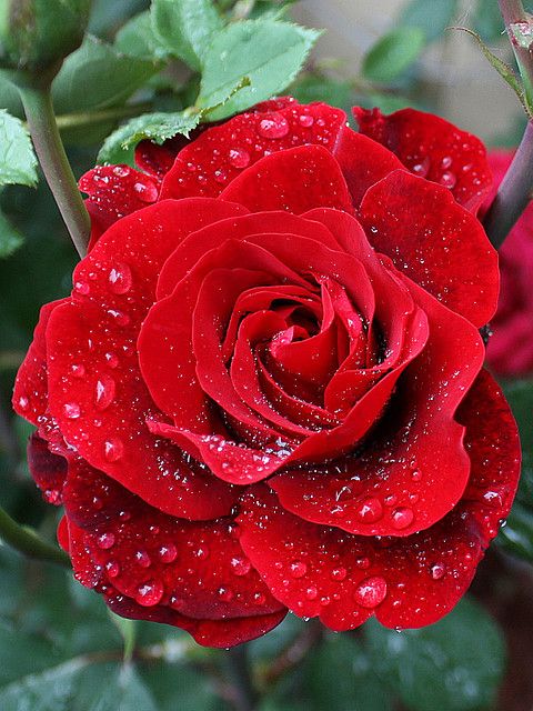 a red rose with water droplets on it