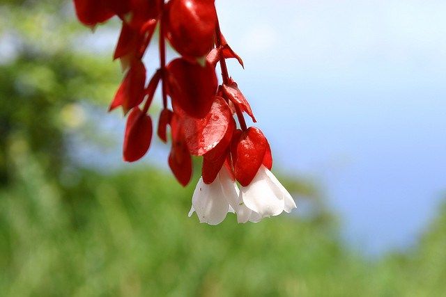 red and white flowers hanging from a tree