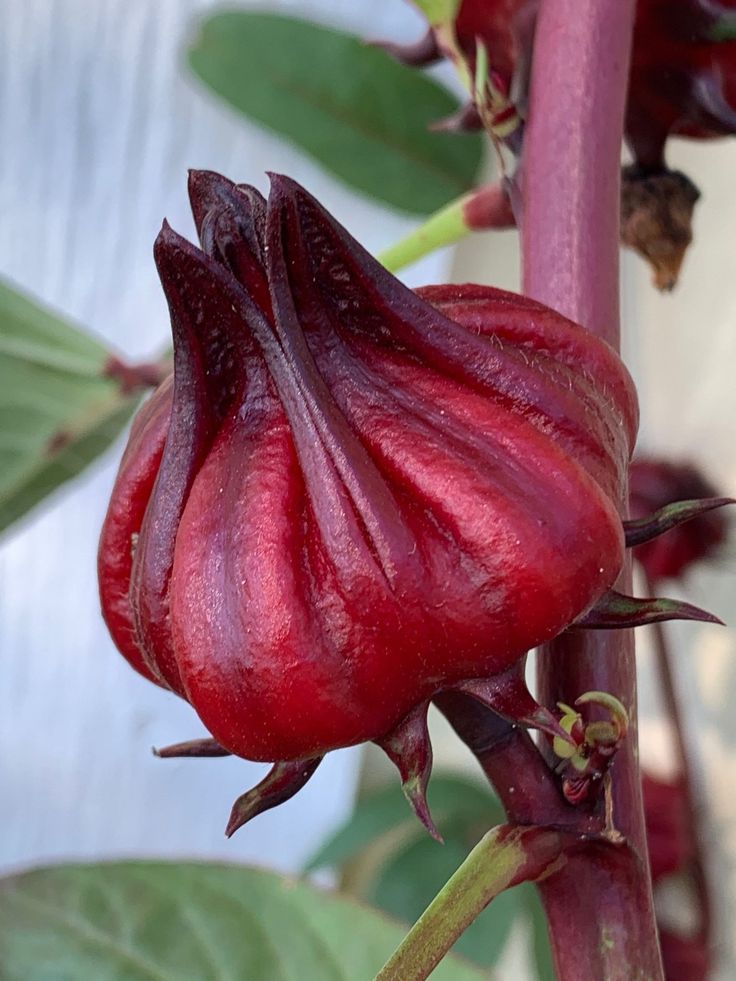 a close up of a flower on a plant