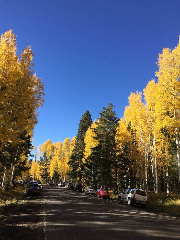 cars parked on the side of a road surrounded by trees with yellow leaves in autumn