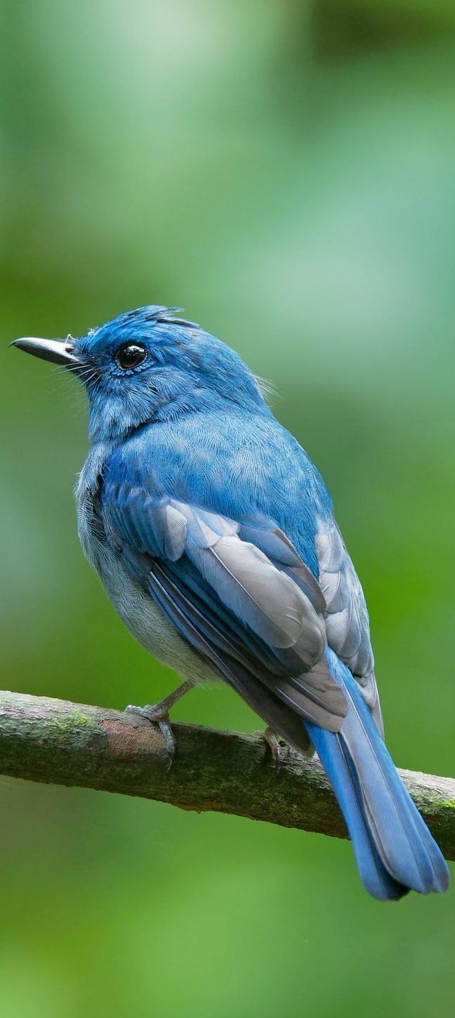 a blue bird sitting on top of a tree branch