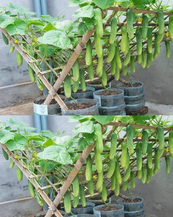 several pots with plants growing from them in the ground and on top of each other