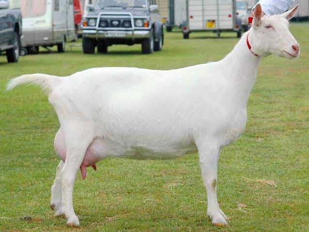 a white goat standing on top of a lush green field next to other vehicles and trucks