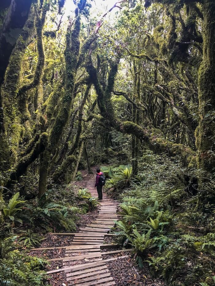 a person walking down a path in the middle of a forest with lots of trees