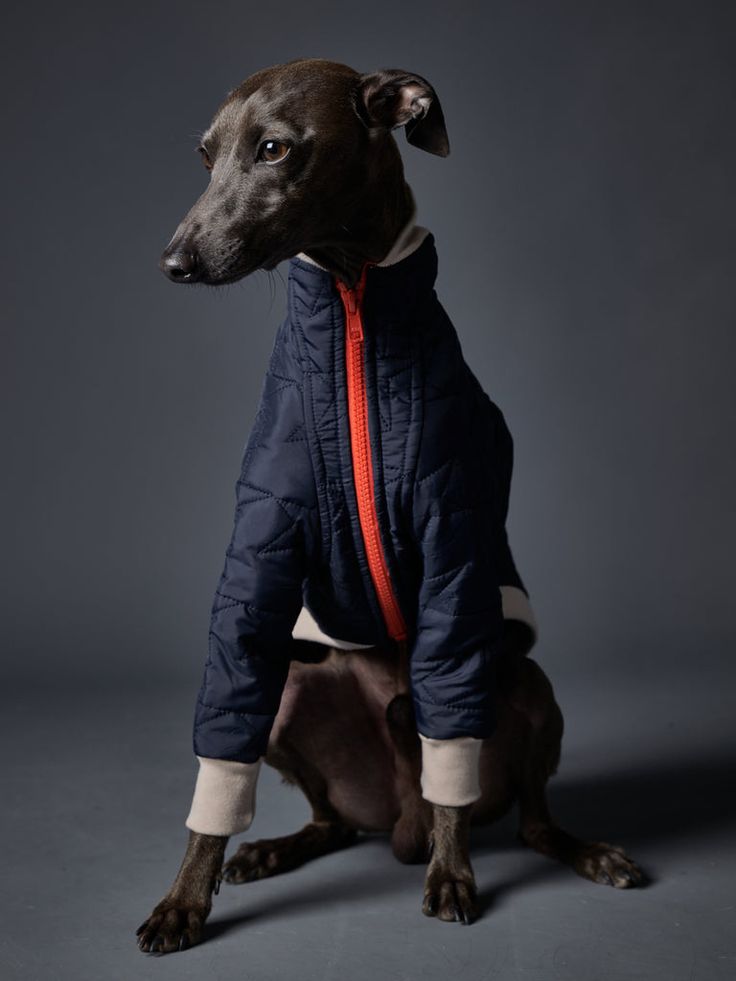 a brown dog wearing a blue jacket and red collar sitting on a gray background in front of a grey backdrop