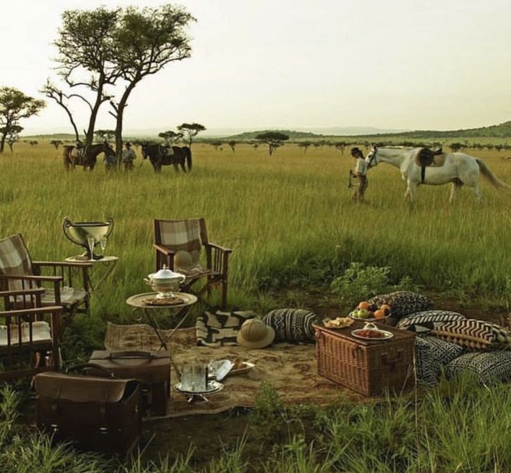 there are many chairs in the field with animals