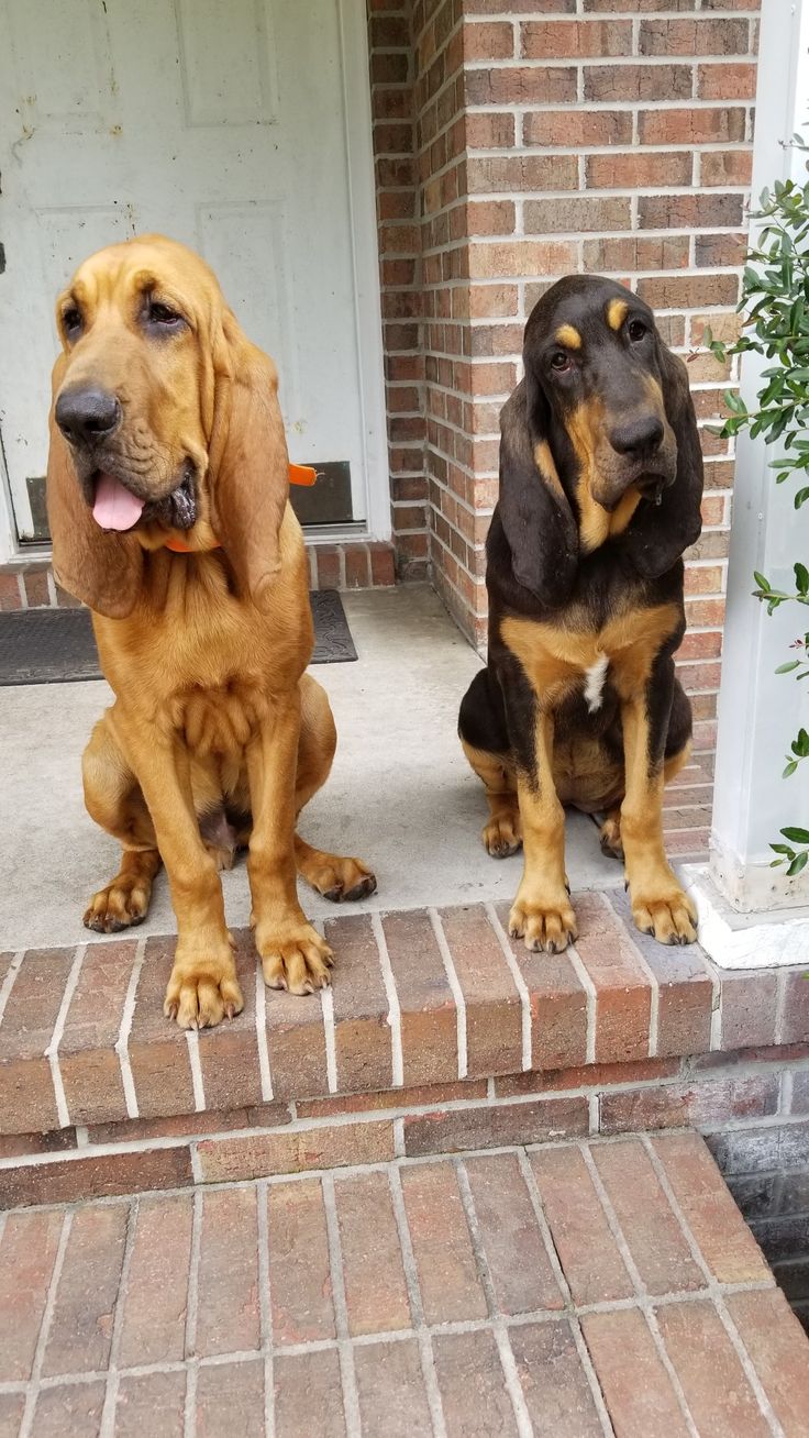 two dogs are sitting on the steps outside