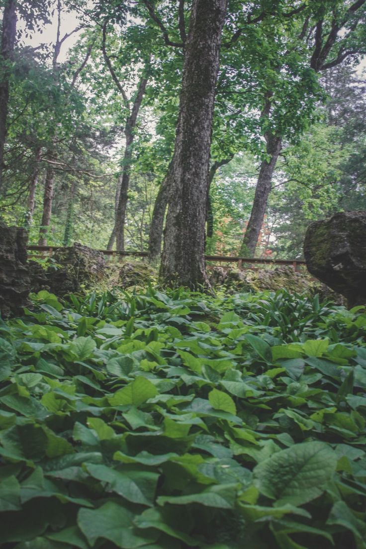 the forest is full of green plants and trees