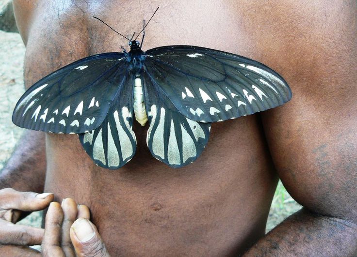 a black and white butterfly sitting on top of a mans chest