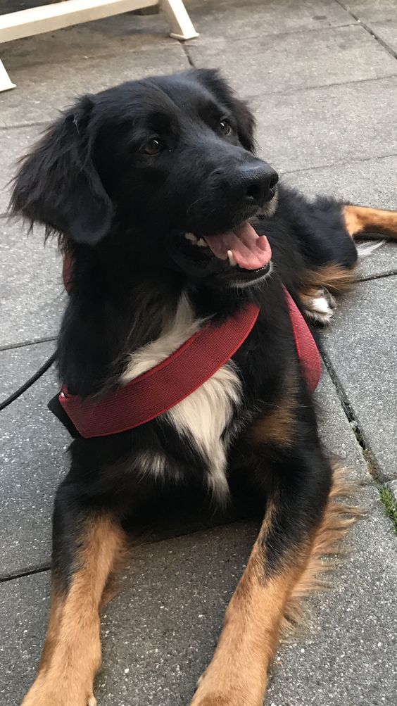 a black and brown dog laying on the ground