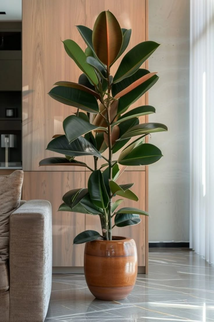 Potted rubber plant placed beside a couch in a modern living room. Plants In Interior Design, Indoor Trees Plants, Indoor Plants Decor Apartments, Plants In Home Office, Indoor Plant Design, Tall House Plants Indoor, Cast Iron Plant Indoor, Best Indoor Plants For Low Light, Office Plants Ideas Interior Design